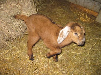 einige neue Zicklein sind angekommen einige neue Zicklein sind angekommen